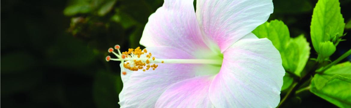 Image of a white hibiscus flower