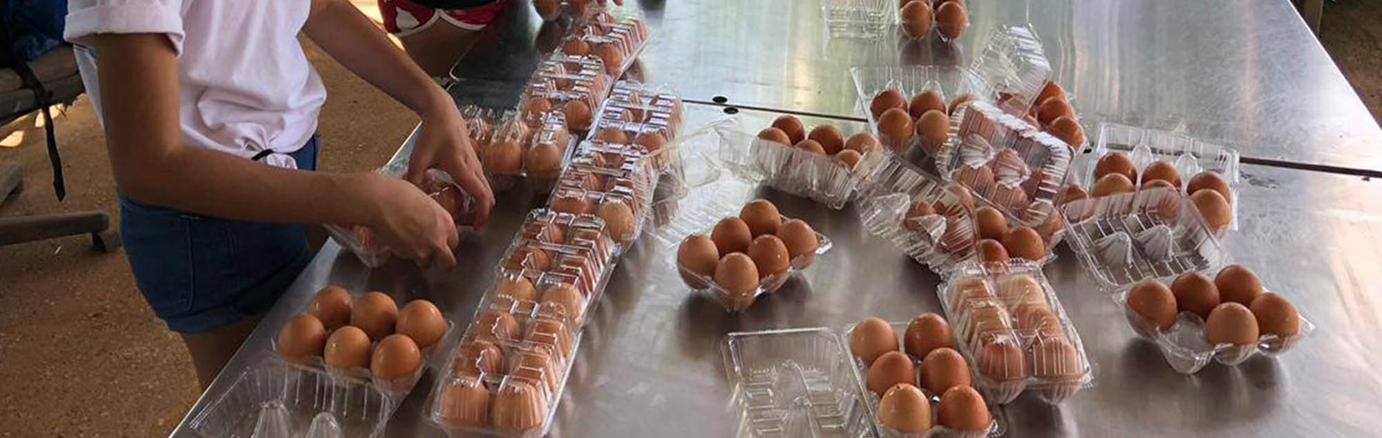 Triton farm eggs get packaged