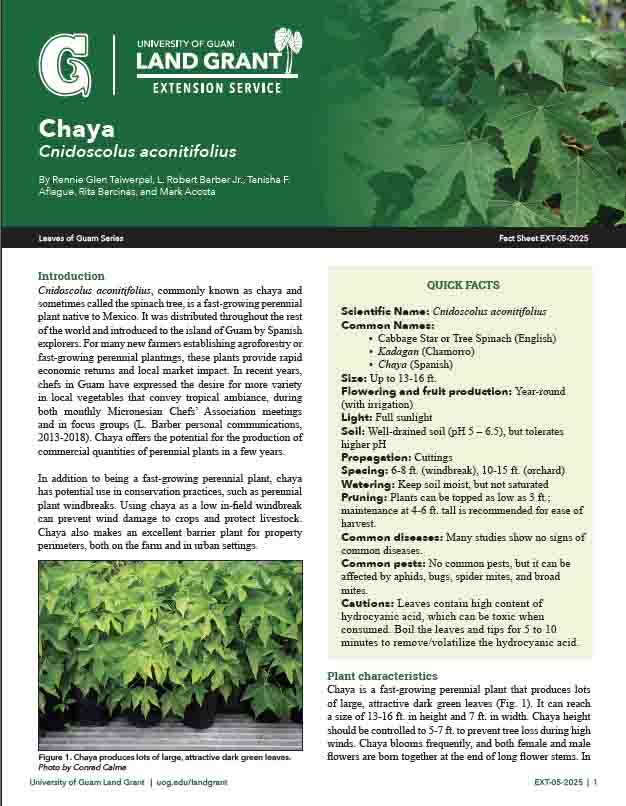 Chaya Fact Sheet