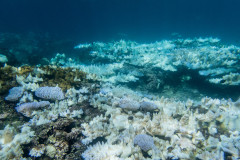 Rising sea temperatures killed more than a third of Guam’s coral reefs