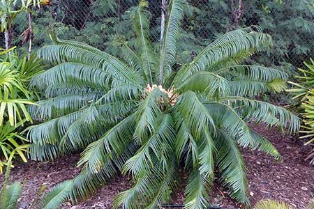 A healthy female Cycas micronesica plant growing on the University of Guam campus.