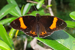 A graduate student at the UOG Center for Island Sustainability wants to save the butterflies.