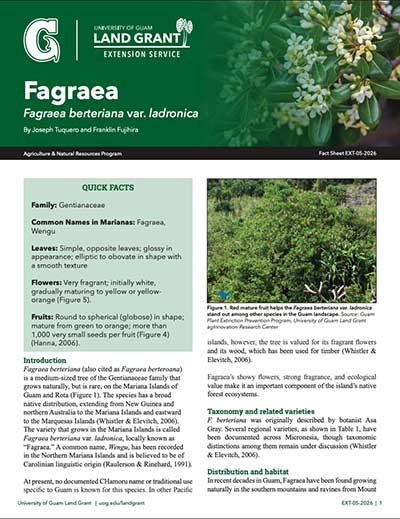 A thumbnail image of a fact sheet on Fagraea in Guam