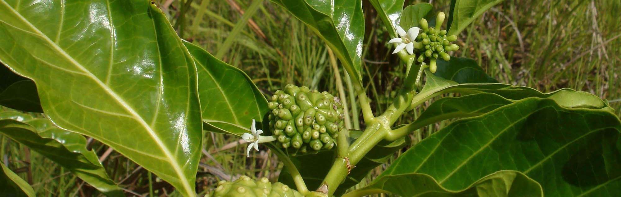 Medicinal plant