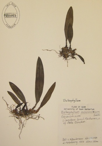 bulbophyllummicro350 image