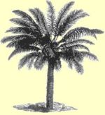 cycas150 image