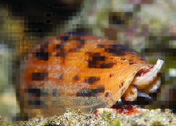 Cone shell