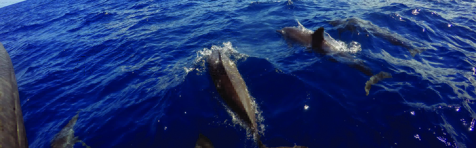 Dolphins in Guam