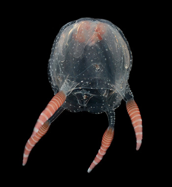 Black water dive invertebrate.