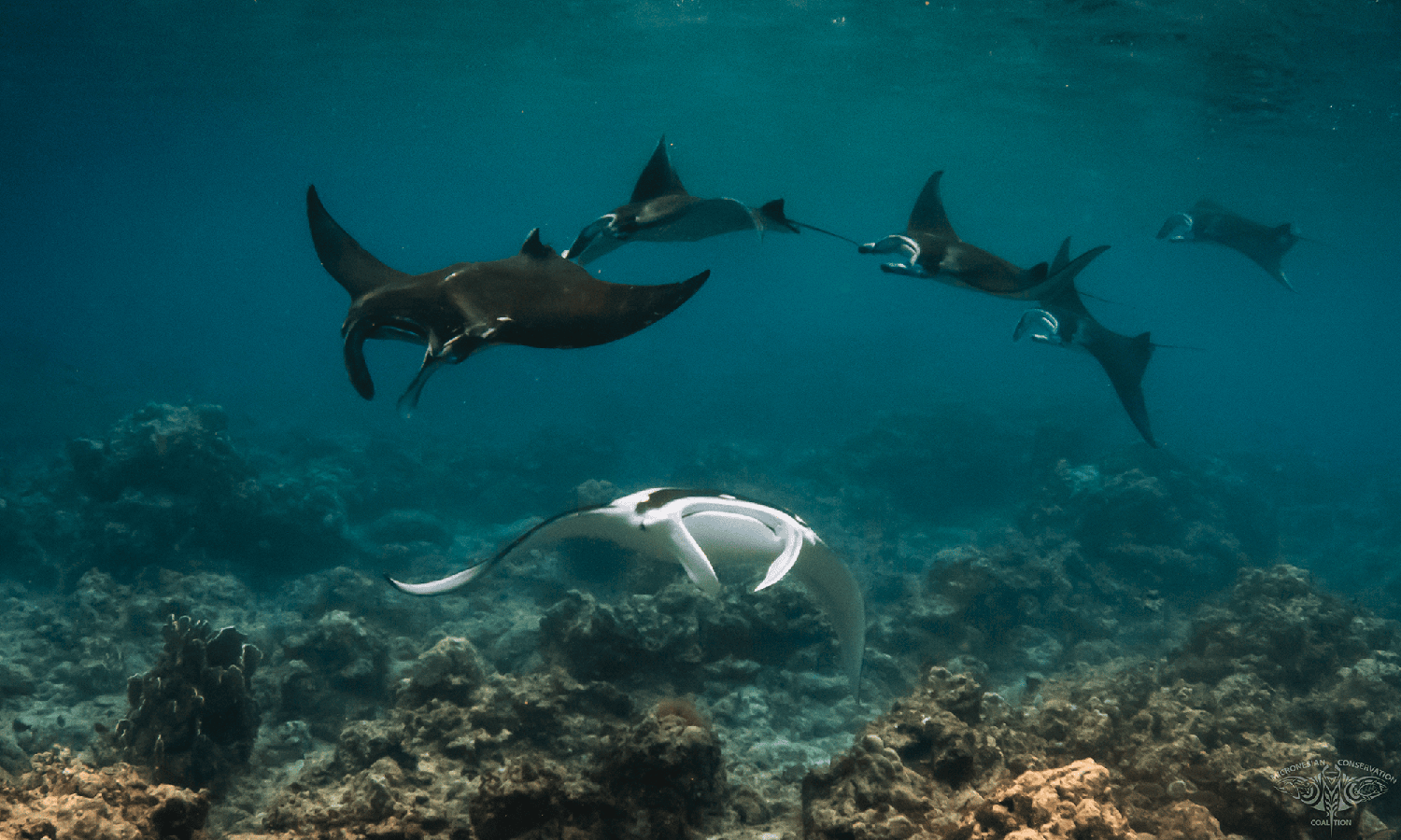 Guam Mantas