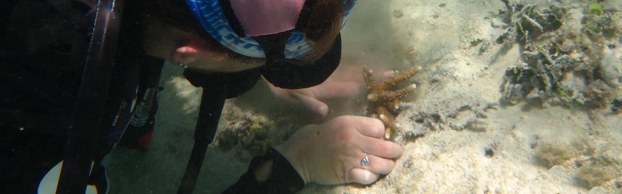 Coral planting Matapang