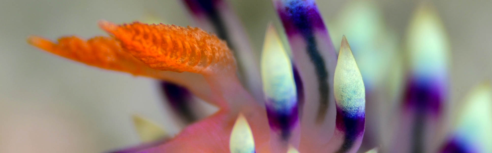 Nudibranch abstract.