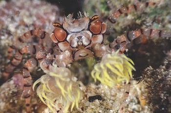 Boxer crab