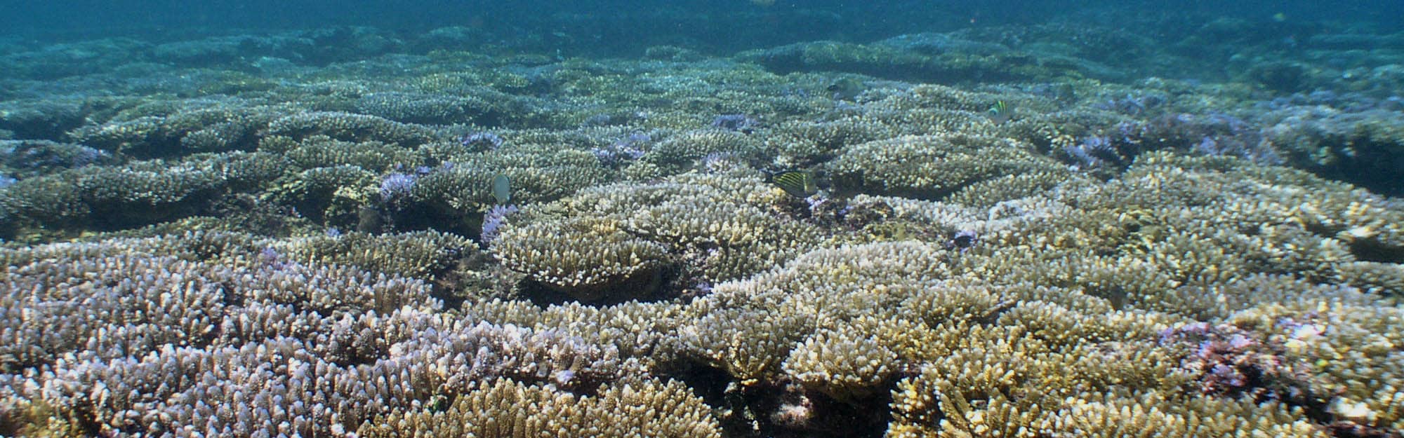 Guam Reef