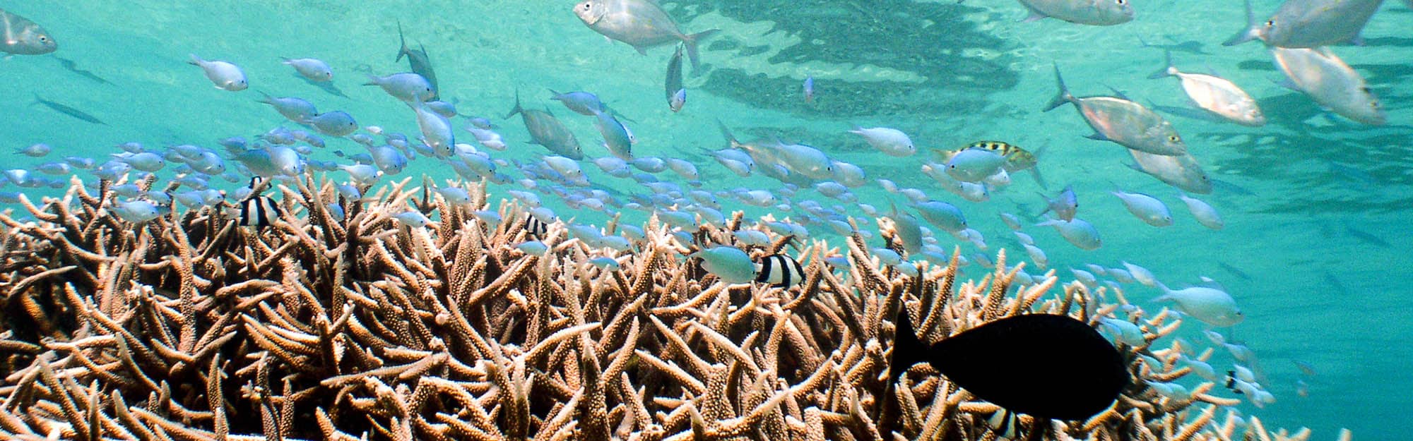Staghorn coral and fish