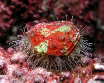 Reef dweller