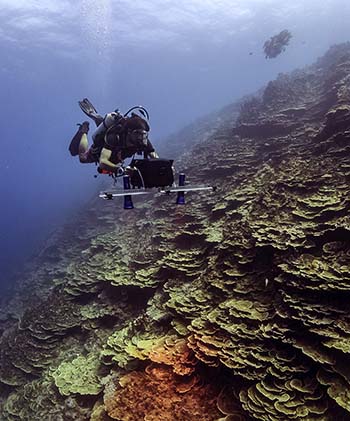 Reef survey