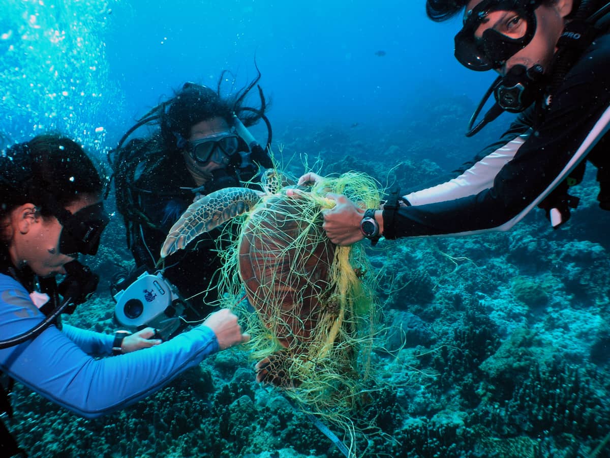 Divers Untangle a Turtle 