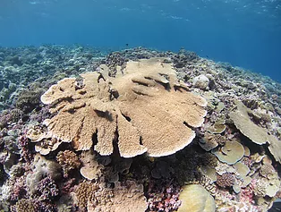 coral