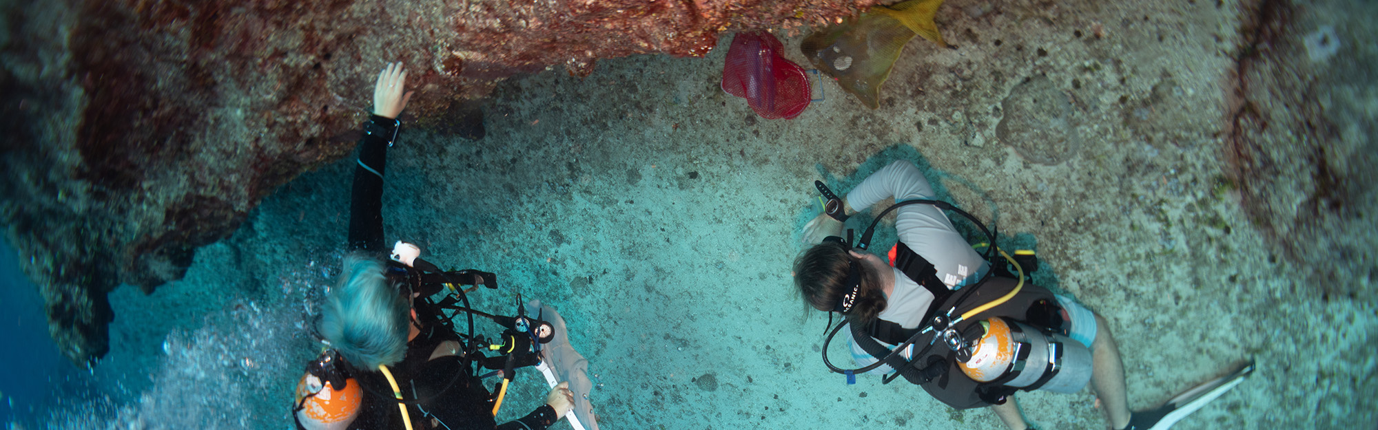 Divers collecting specimens
