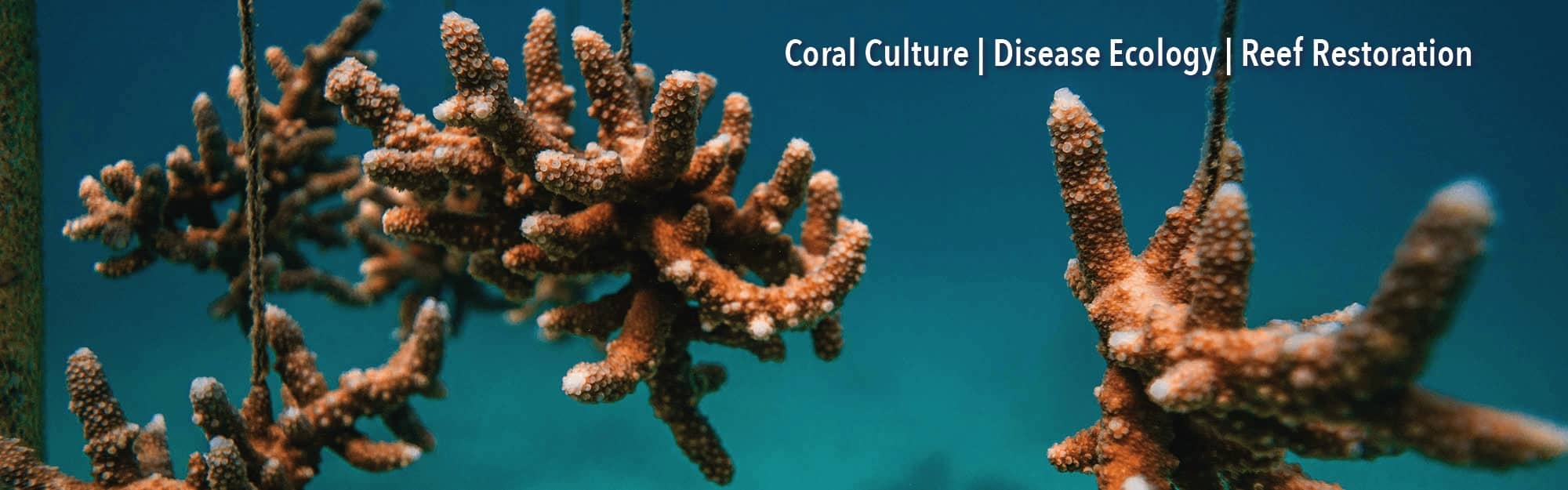 coral banner