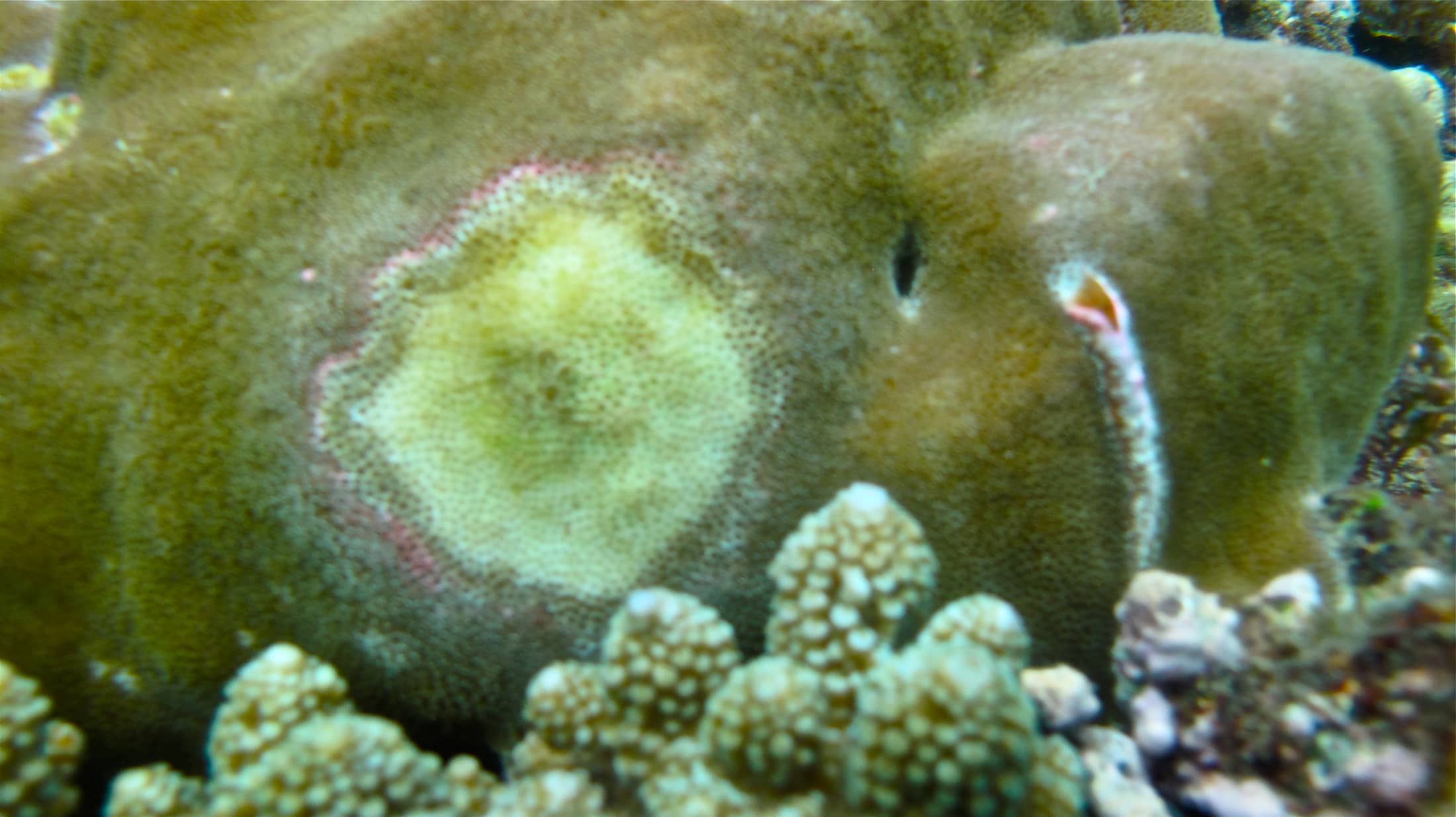 coral disease