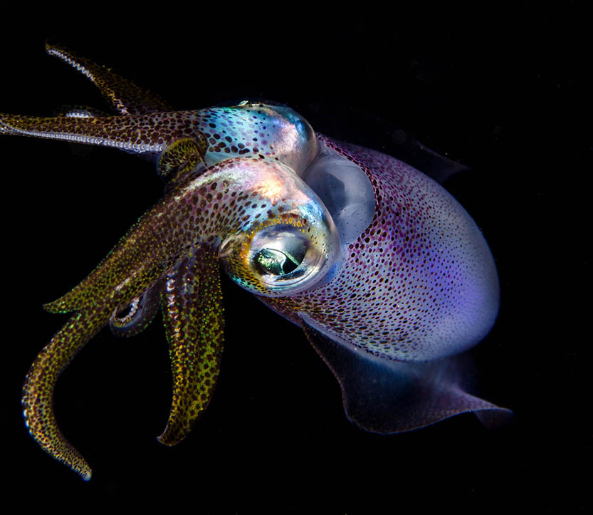 Squid