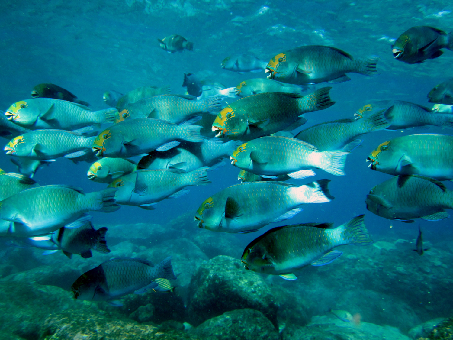 Saipan Fish Chart