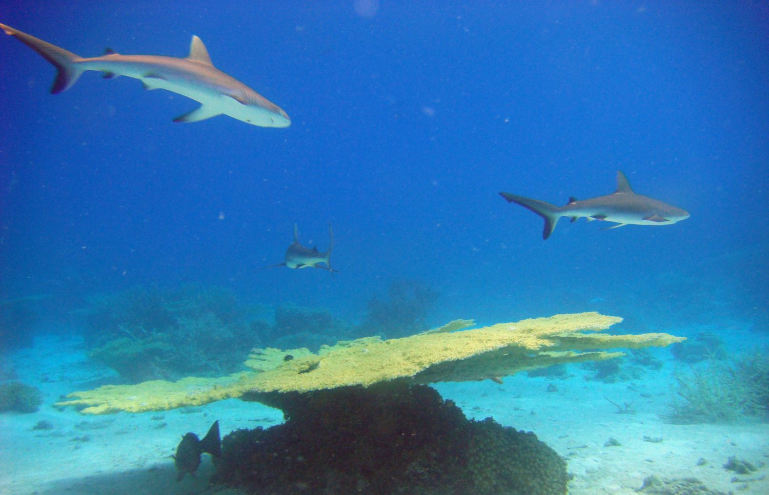 reef sharks 