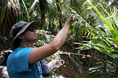 University of Guam graduate student Benjamin Deloso collects samples of an invasive insect on a fadang tree, an endangered species of cycad on Guam. 