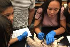 University of Guam student Colleen Naden dissects a fetal pig in her anatomy and physiology class while classmate Joel Oyrado looks on.