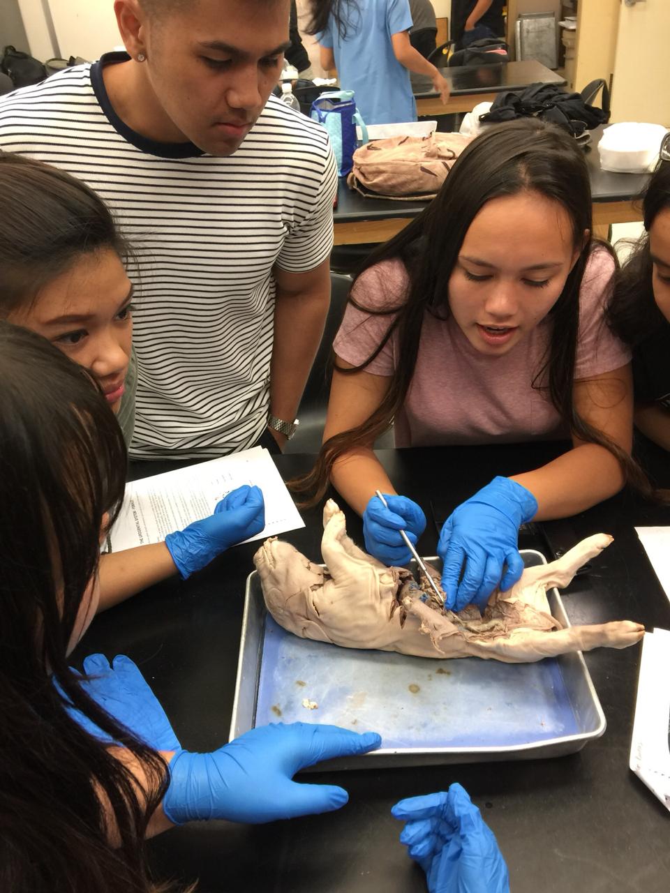 University of Guam student Colleen Naden dissects a fetal pig in her anatomy and physiology class while classmate Joel Oyrado looks on.