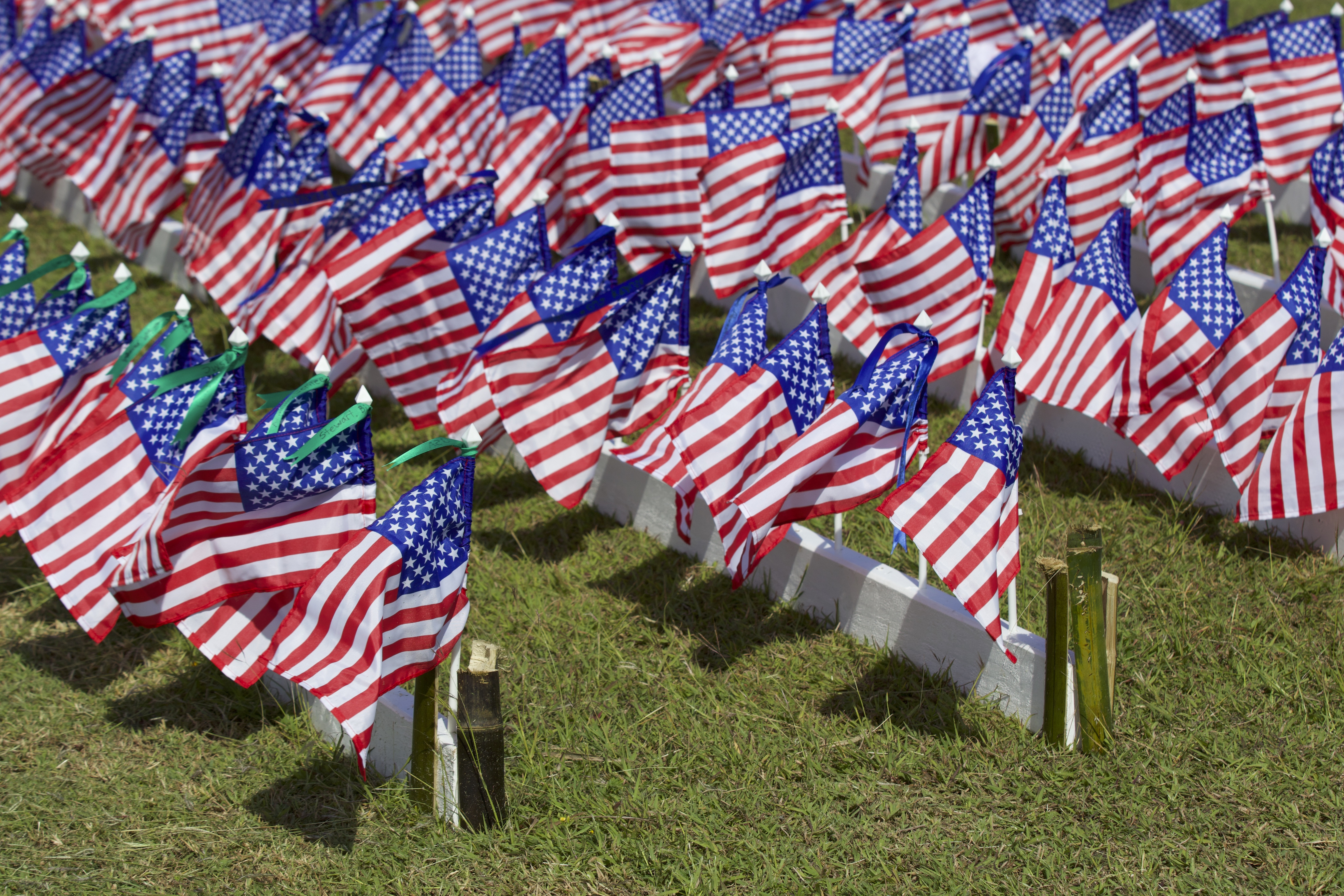 Veteran's Day flags