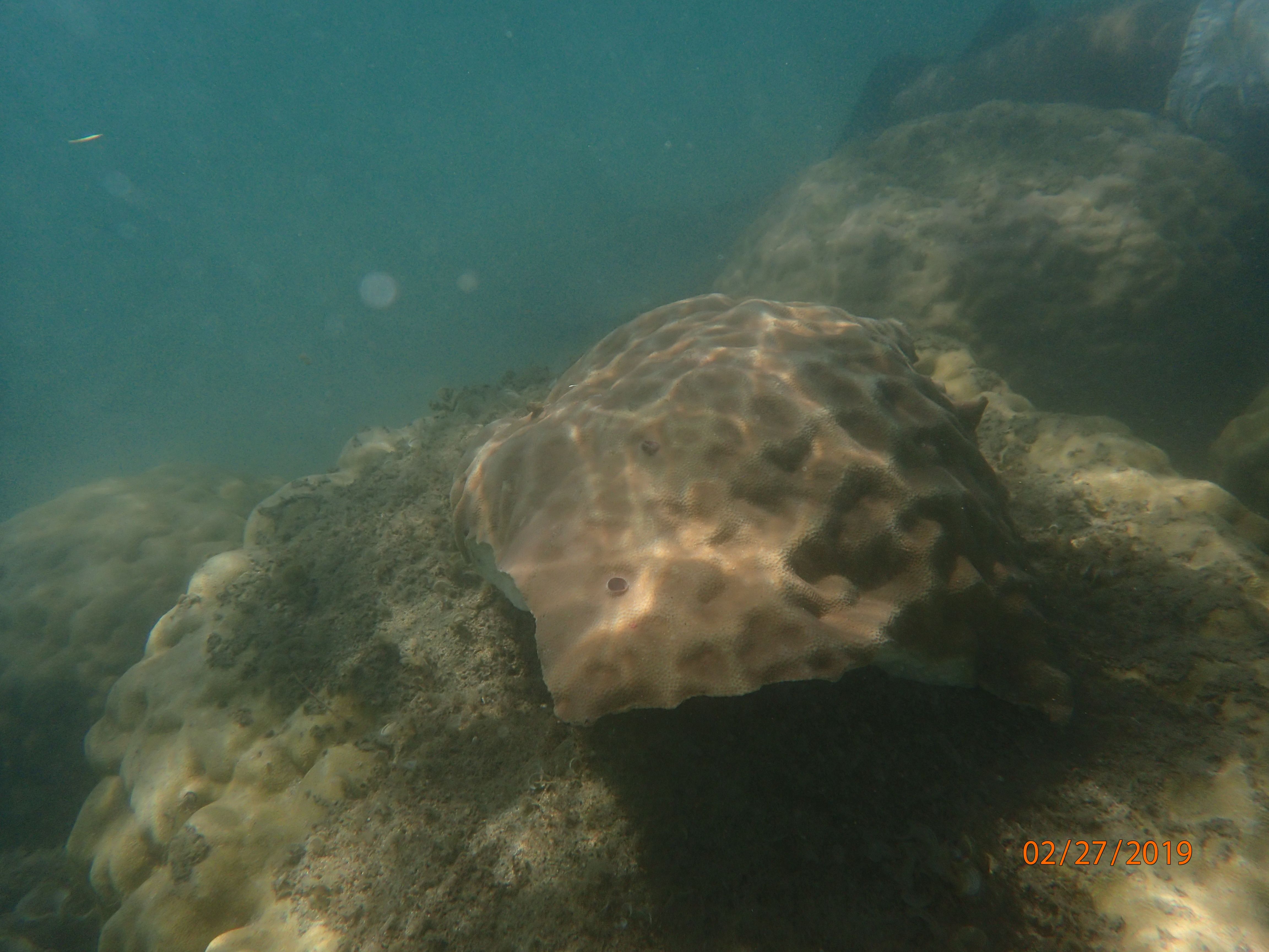 Transplanted coral