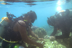 The University of Guam Marine Laboratory was authorized by the Department of Agriculture to relocate corals from the ramp to a nearby reef.