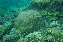 UOG researchers find reliable climate change data in nearby corals