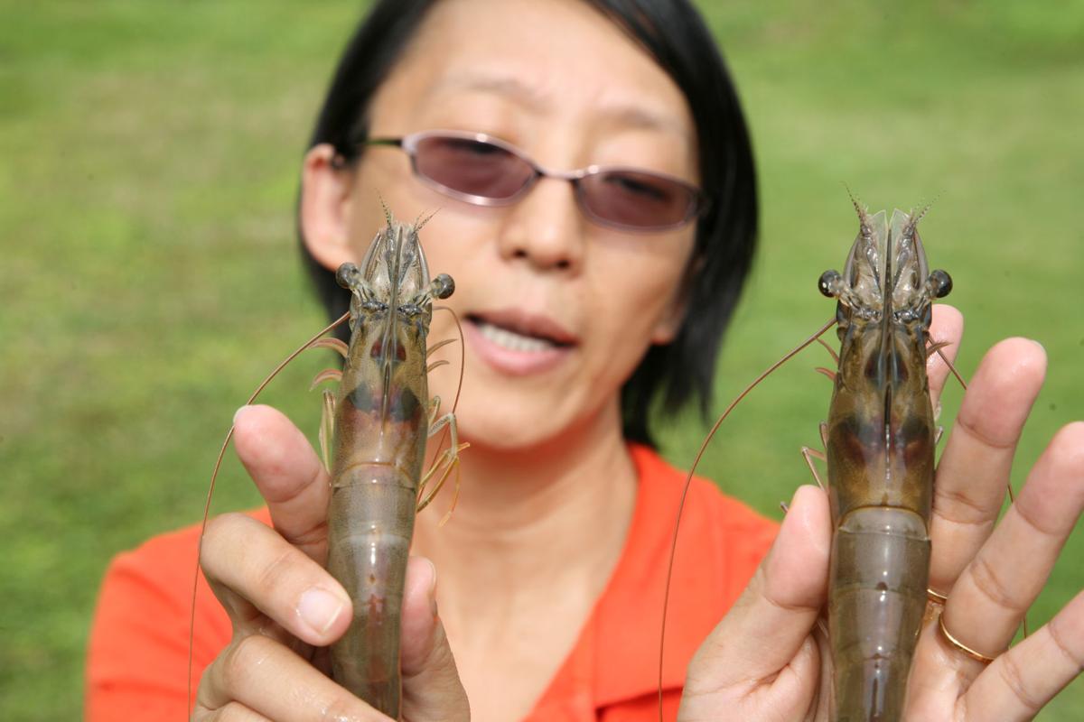 Hui Gong Jiang holding shrimp
