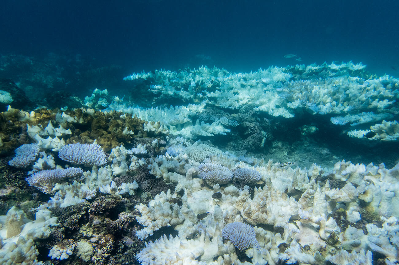 An Acropora abrotanoides community on Guam’s eastern coast experiencing bleaching in 2017.