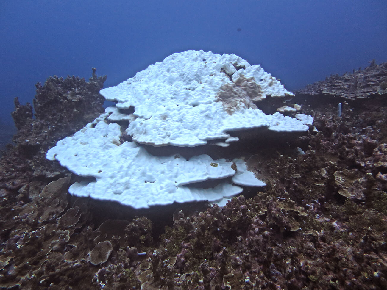 A bleached Porites community on Guam’s western coast in 2017.