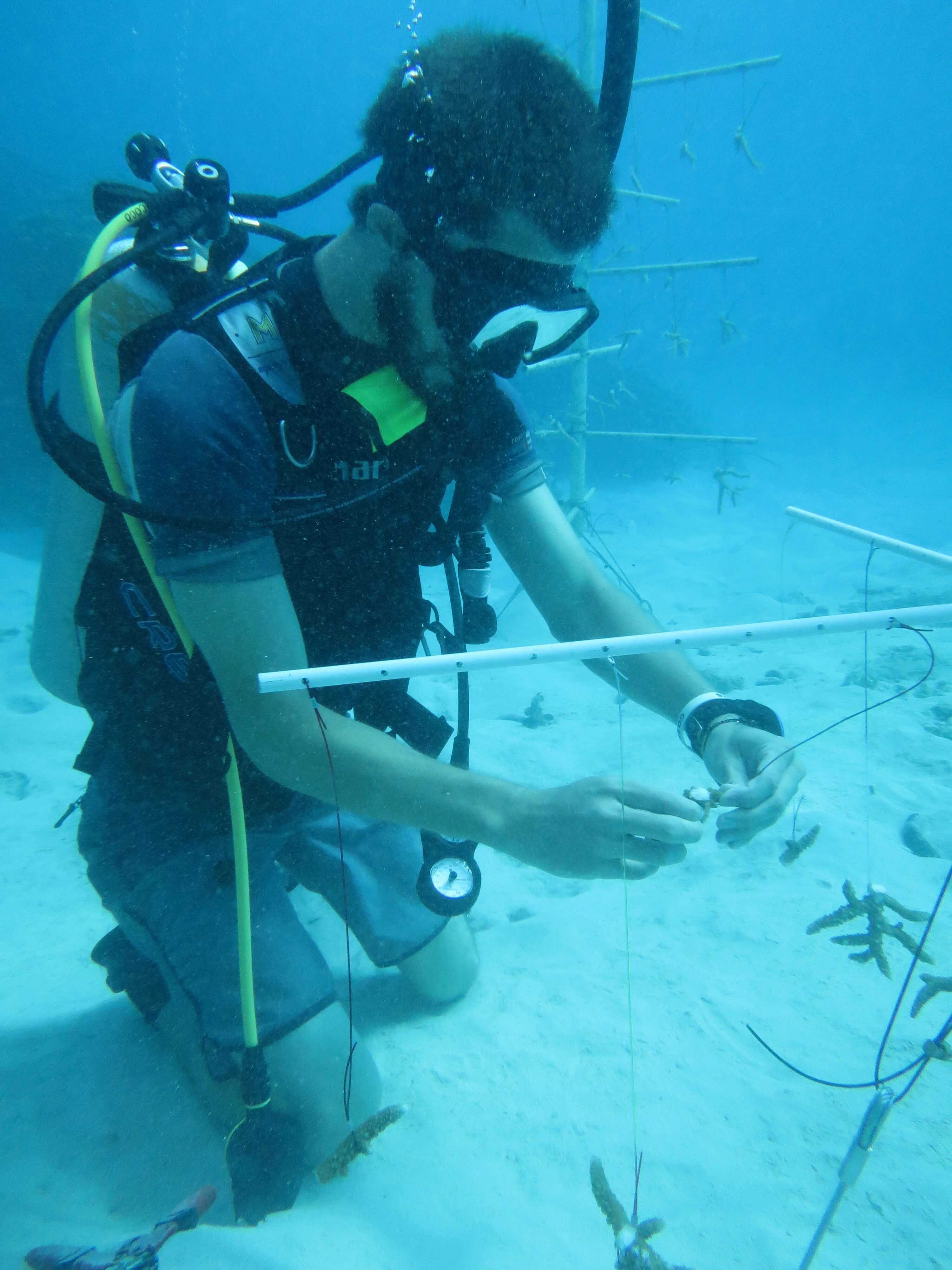 Andrew McInnis attaches a staghorn coral fragment to a deployed coral tree
