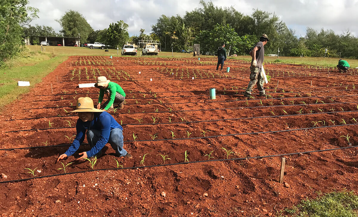 Graduate student Chieriel Desamito tends to crops growing in soil amended with biochar