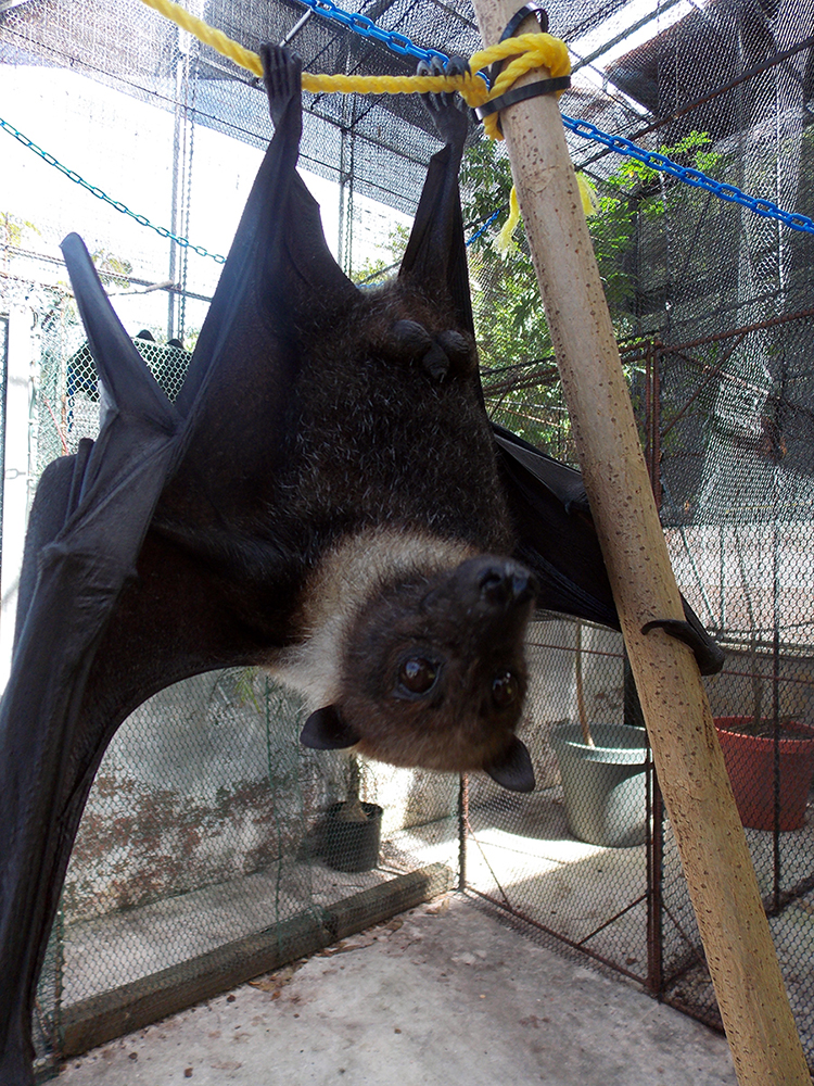 Marianas fruit bat