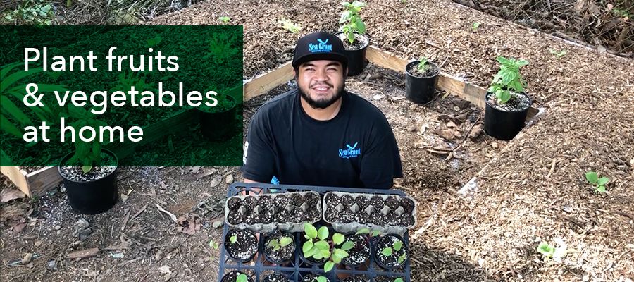 Photo of a guy planting fruits and vegetables at home