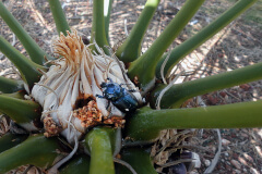 Coconut rhinoceros beetles on cycads