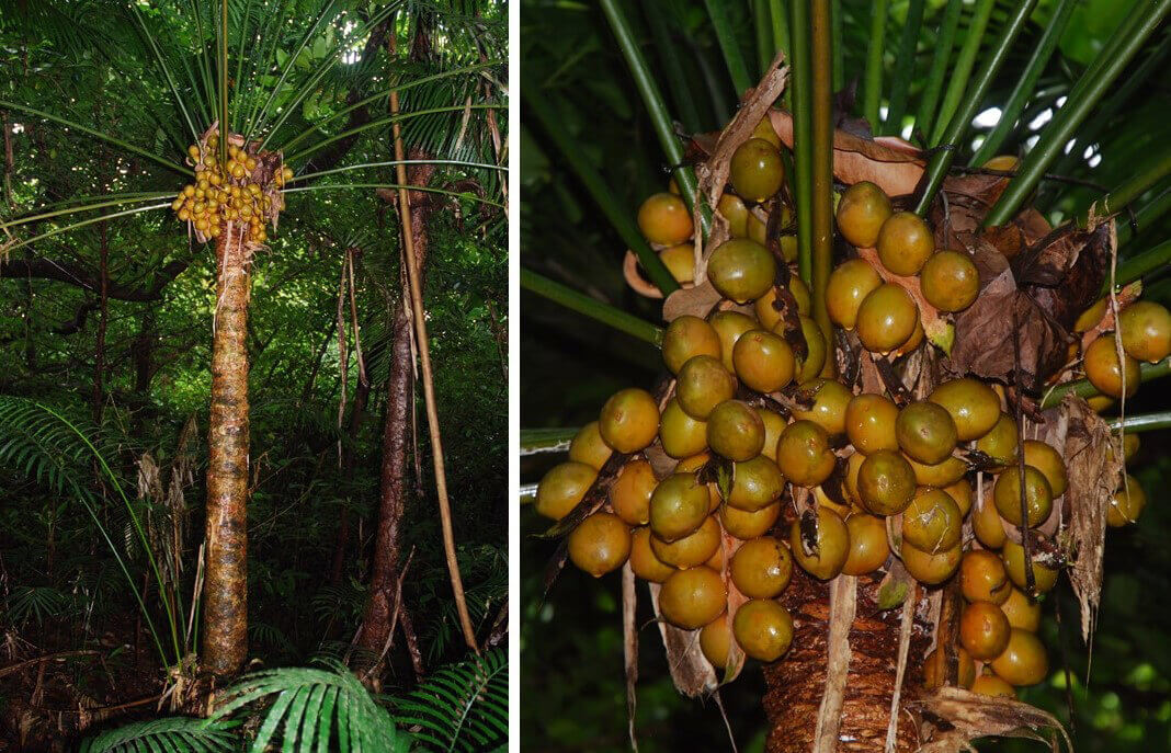 Cycad seeds