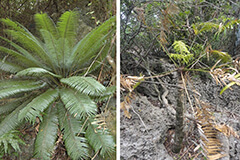 Cycas micronesica plant