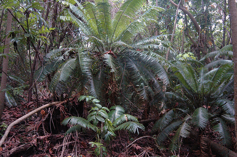 Researchers from the University of Guam and Montgomery Botanical Center have revealed how cycad plants, including Micronesia’s native Cycas micronesica, create niche soil microhabitats through changes in nitrogen, carbon, and phosphorus concentrations.  Photo courtesy of the University of Guam