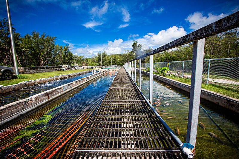 Fadian hatchery