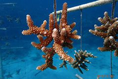 Coral growing on coral trees in Piti Coral Ocean Nursery