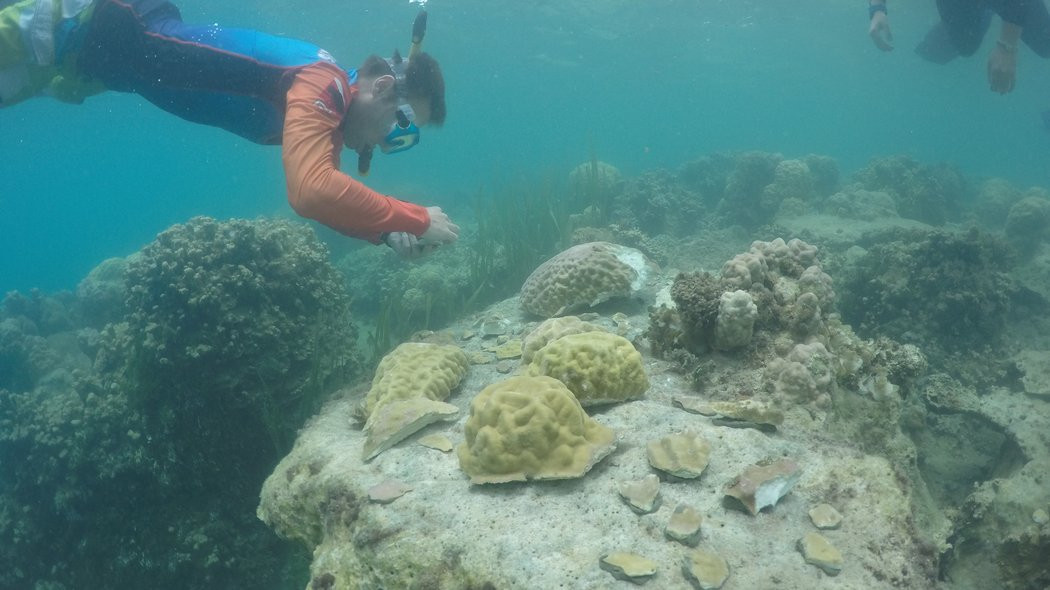 scientist studying coral